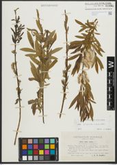 Foto von Salix purpurea L. x Salix viminalis L.